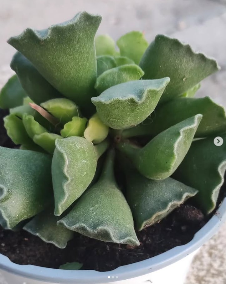 Adromischus cristatus