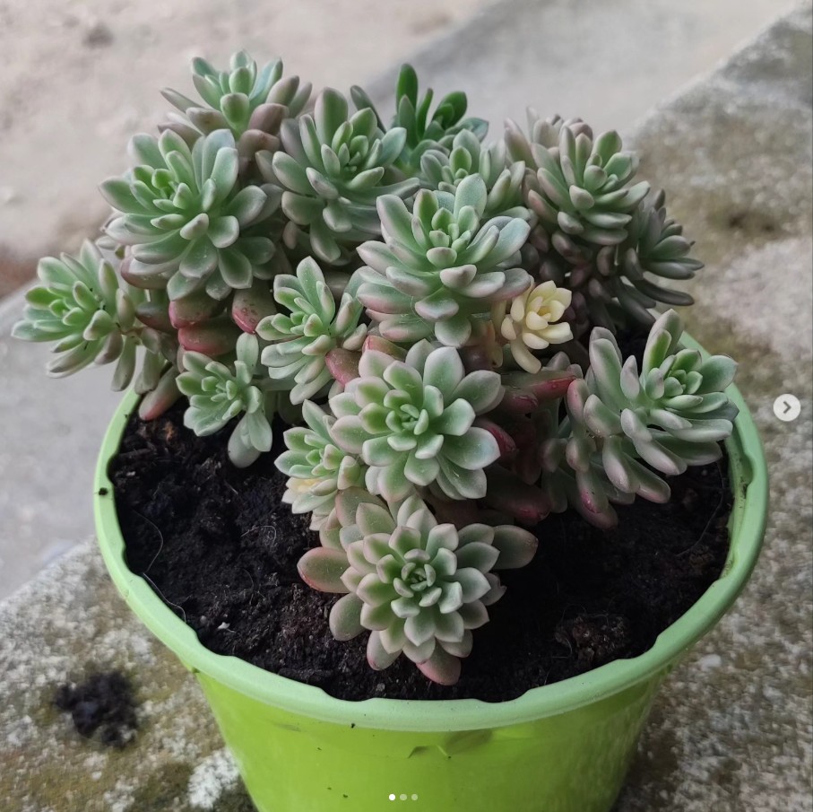 Sedum Joyce Tulloch