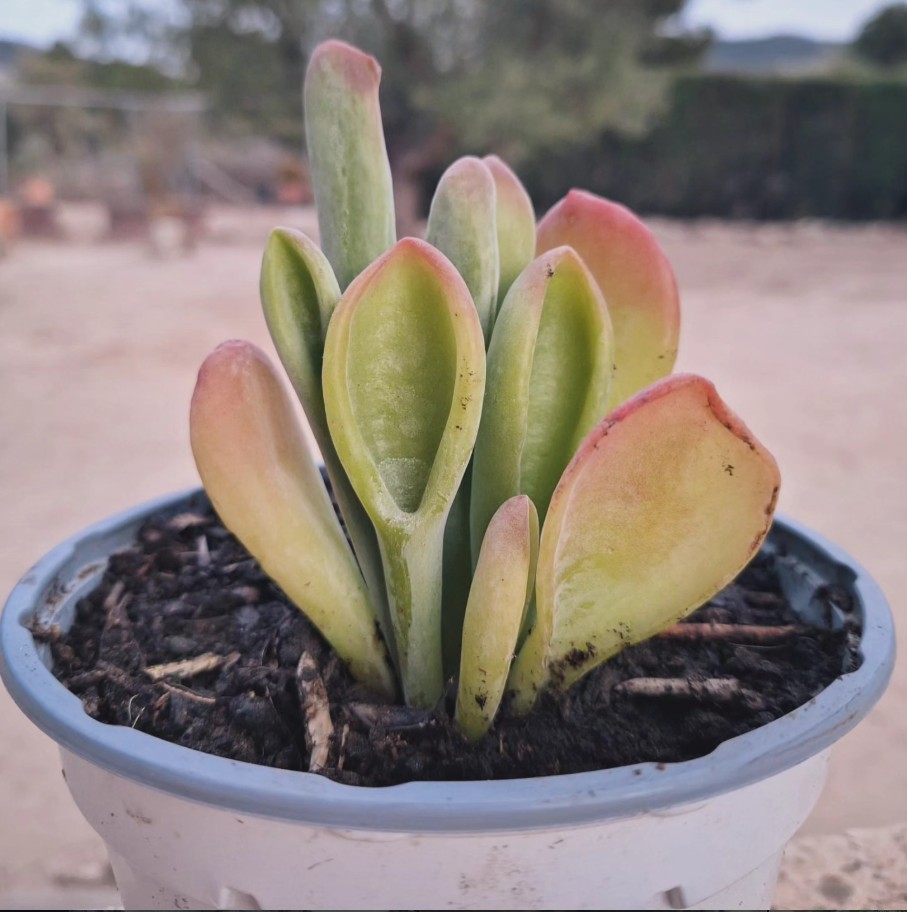 Kalanchoe Oricula